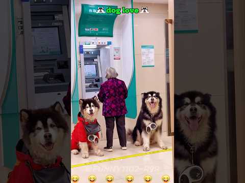 Too mischievous 🐶 🐕 #dog #dogshorts #dogs #doglife #doglove #dogvideos #pets #pet #petshub