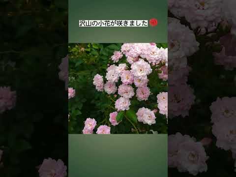 小さな低木のバラ「ザ・フェアリー」 植物