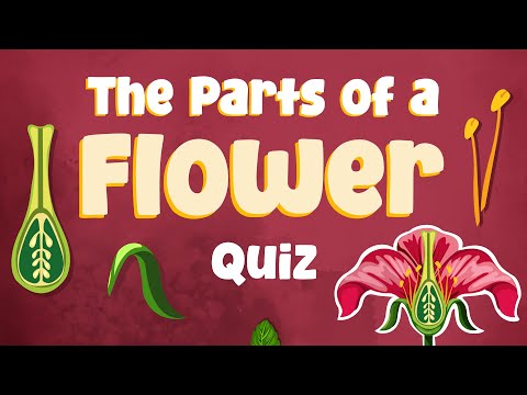 Parts of a Flower Quiz | What’s That Flower Part? | Identifying Flower Parts and Their Functions