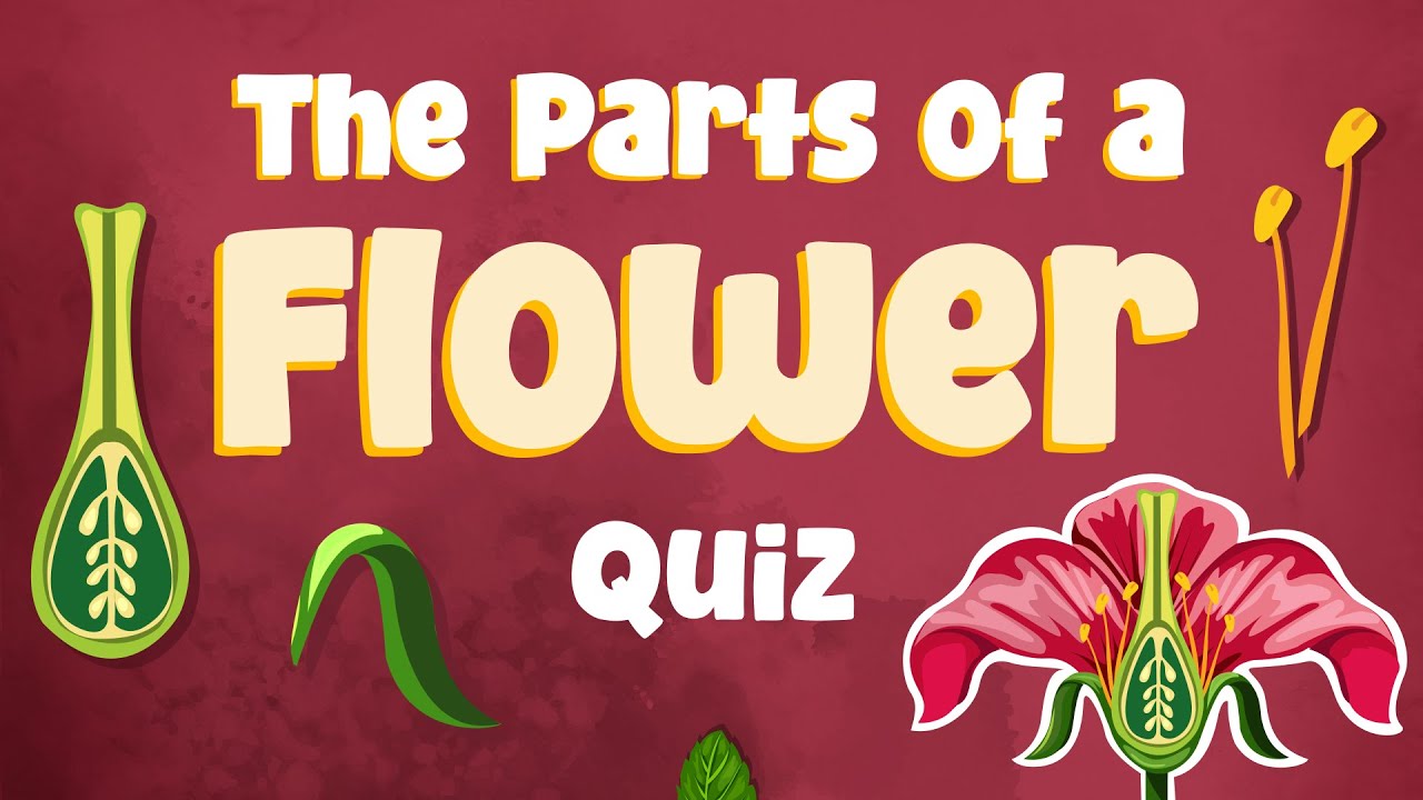 Parts of a Flower Quiz | What’s That Flower Part? | Identifying Flower Parts and Their Functions