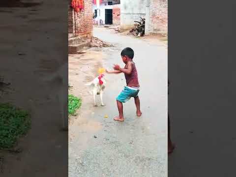 गांव के छोटे बच्चे और मुर्गे की जबरजस्त लड़ाई। कौन जीता कॉमेंट में बताएं.? #fighting #youtubeshorts
