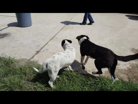 Samson & Delilah, an adopted Shar-Pei & Border Collie Mix in Lytle, TX_image-1
