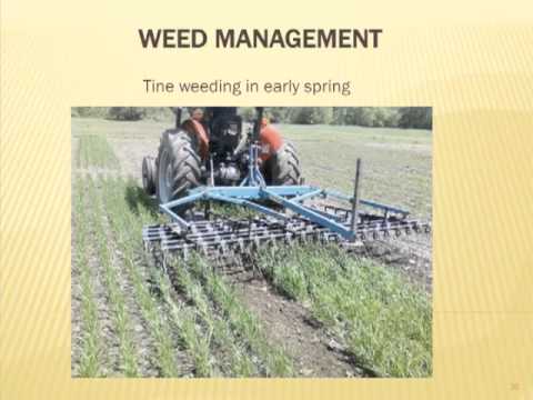 Produção de Trigo Orgânico de Alta Qualidade e Grãos Antigos