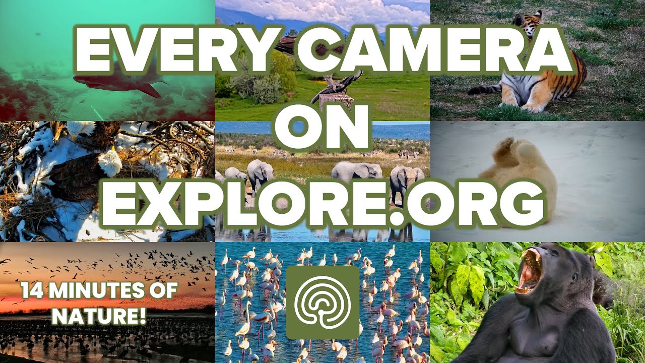 Every Camera on Explore.org in 14 Minutes!