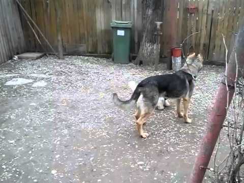 Dulaii (partea a 2a) de la Ferma Ciupelnita