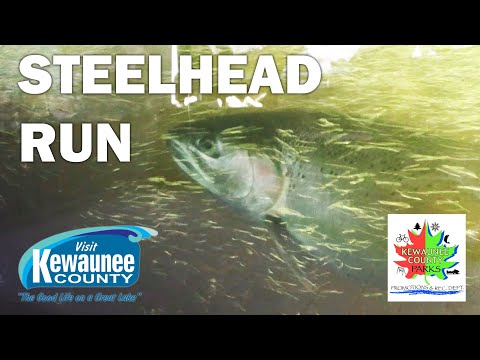 The Spring Steelhead Run in Kewaunee County