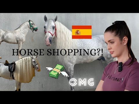HORSE SHOPPING FOR A WHITE STALLION