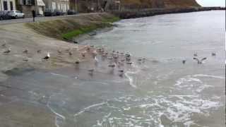 preview picture of video 'Port en bessin'