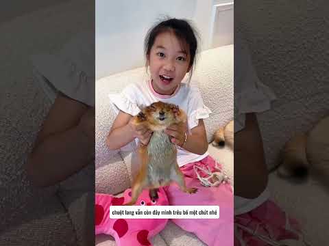 Con gái và Miu miu troll bố ăn mất chuột lang #shorts