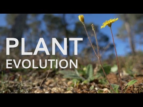YouTube video about: Which best describes the earliest land plants apex?