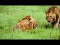 Extraordinary Lion Hunt Filmed Attenborough 60 Years In The Wild BBC Earth