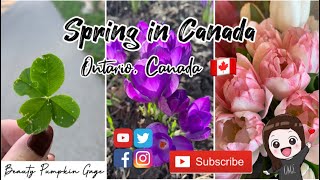 SPRING IN CANADA 🇨🇦 | ONTARIO, CANADA