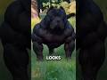 Unusual Dog Breeds You’ve Probably Never Seen #animalfacts #wildlife #facts