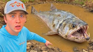 Saving Every Fish LIVING in ABANDONED POND!
