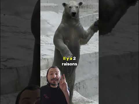 Ce zoo arnaque ses clients. #culturegenerale #nature #ours #polaire #déguisement