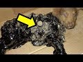 Psi Bačeni U Katran Spašeni Od Strane Humanog Prolaznika