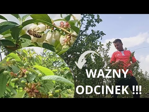 Czy Borówka Amerykańska będzie opłacalna ?