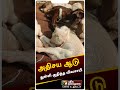 அதிசய ஆடு துள்ளி குதித்த விவசாயி Shorts Pera