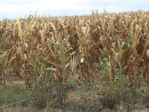 Pripreme za berbu kukuruza