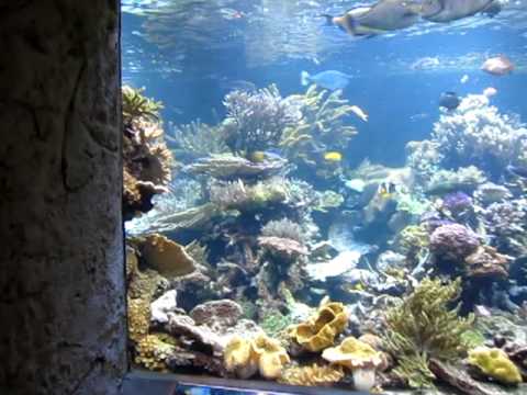 Atlantis Marine World - 20,000 gallon reef aquarium