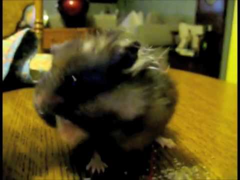 Video thumbnail for Black Hamster