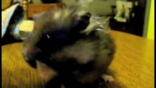 Black Hamster - Parry Gripp