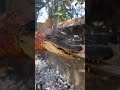 KROKODİL KABAB CROCODILE KEBAB