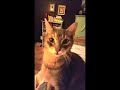 Digory The Gray Tabby Is Always Hungry And Meows For Food