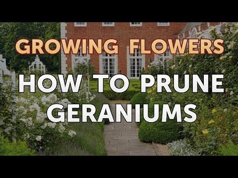 How to Grow Lantana From Saved Seeds