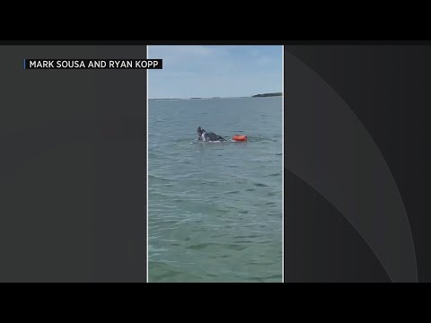 900-pound leatherback sea turtle rescued by Coast Guard in Nantucket Harbor