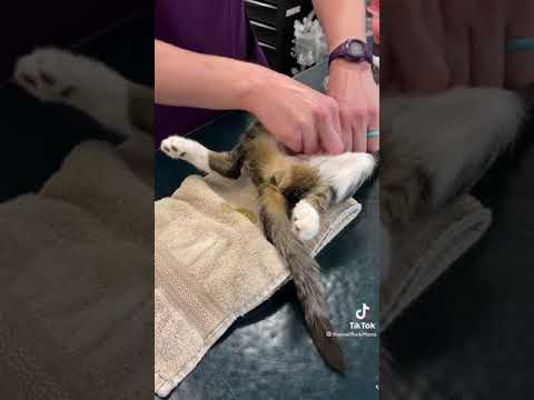 Cat Surgery Prep before getting spayed #cats #shorts #youtubeshorts