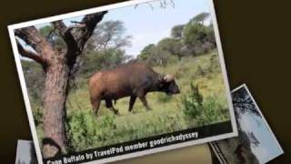 preview picture of video 'Mokala National Park Goodrichodyssey's photos around Kimberley, South Africa (mokala street)'