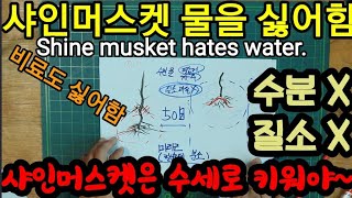 샤인머스켓은 물?비료? 아닙니다.수세로 키워야 합니다!
