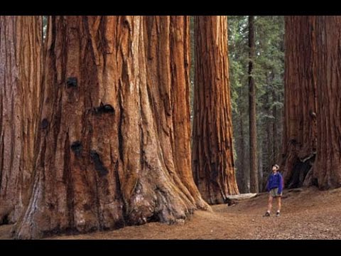 Sequoia park/Секвойя парк, обязательно в