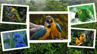 Beautiful Parrots in 4K 🦜 | Relaxing Bird Sounds & Calming Music | 1 Hour Stress Relief