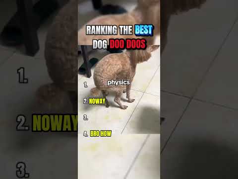 Ranking Dogs Pooping: Funniest Moments Caught on Camera! 🐶💩