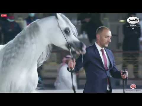 N 460 E S  HARIR   Katara Int  Arabian Horse Festival 2022   Stallions 11+ Years Old Class 12