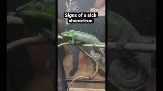 Signs of a sick chameleon