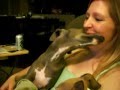 Why I Love Italian Greyhounds 