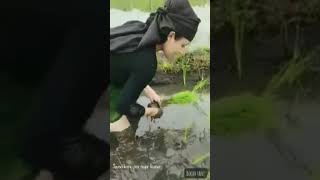 Download lagu gadis tani iwan fals mp3 Download lagu gadis tani iwan fals mp3