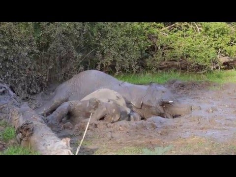 Baby elephants wallowing in mud