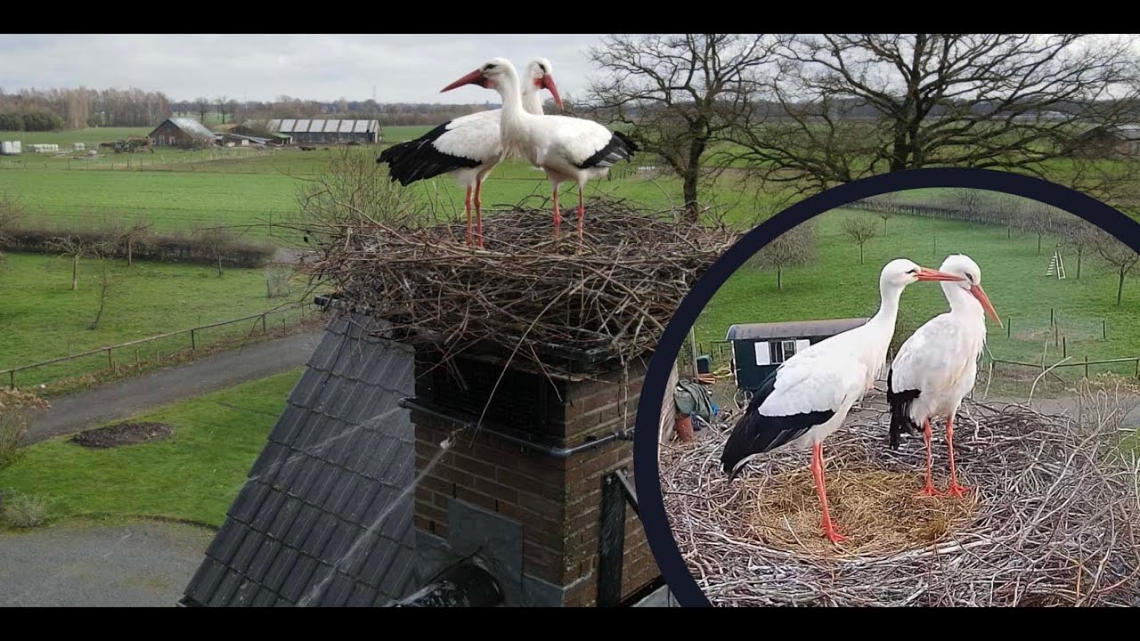 Live webcam view of Cigüeñas anidando en una chimenea