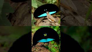 Download lagu Burung Cenderawasih Kerah Yang Mempesona #infauna #edukasi mp3