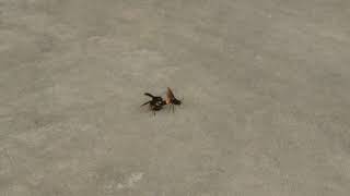 Download lagu Hurnet is having kikilu outside door. mp3