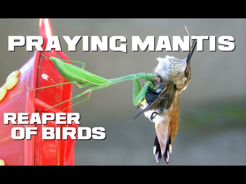 10 Praying Mantis Facts - Reaper of Birds - Animal a Day