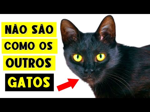 9 FATOS SURPREENDENTES SOBRE GATOS PRETOS! 🐈‍⬛🔥 (Duvido que você saiba todos!)