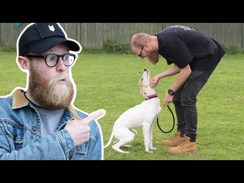 How To Teach Your Dog It's Name... And Why It's SO IMPORTANT To Do Perfectly!