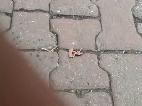 Giantess army men crush compilation