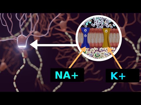 Understanding action potential and resting potential in 8 minutes | 3D animation