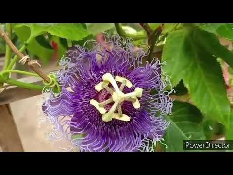 ⋆ ✔️室内花卉护理👨u200d🌾 农夫在线